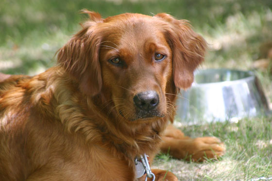 Adult Golden Retriever Dog