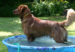 Golden in the Pool