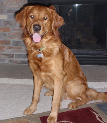 Golden Retriever Casey