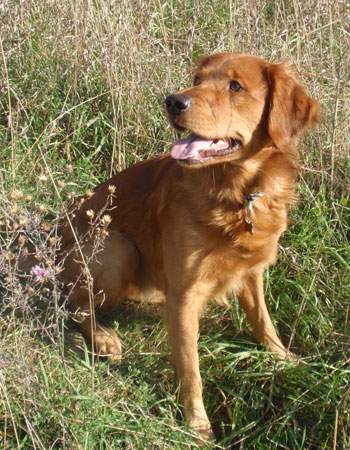 Golden Retriever Casey