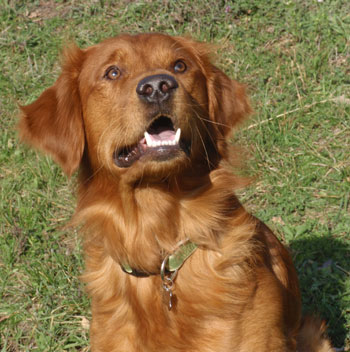 Golden Retriever Casey