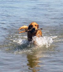 Golden Retriever in Water